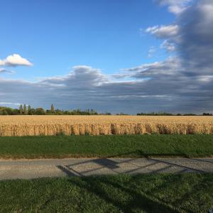 Almost Harvest Time property of Teresa Goldson